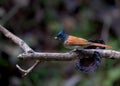 Indian Paradise Flycatcher Royalty Free Stock Photo