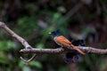 Indian Paradise Flycatcher Royalty Free Stock Photo