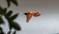 Indian paradise flycatcher bird in flight against a white wall Royalty Free Stock Photo