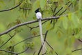 Indian Paradise Flycatcher