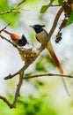 Indian paradise flycatcher male and female build their nest Royalty Free Stock Photo