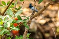 Indian Paradise Flycatcher male in forest Royalty Free Stock Photo