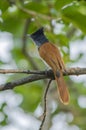 Indian paradise flycatcher