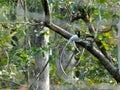 Indian paradise flycatcher in melghat tiger reserve in Mahabharata India.