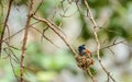 Indian Paradise Flycatcher and nest