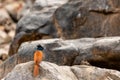 Indian paradise flycatcher or Terpsiphone paradisi or asian paradise flycatcher perched on the rocks in natural cool place 