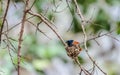 Indian Paradise Flycatcher