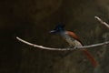 Indian paradise flycatcher Terpsiphone paradisi male , rufous morph