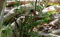 Indian paradise flycatcher Terpsiphone paradisi perching on the tree branch