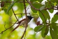 Indian paradise flycatcher Terpsiphone paradisi perching on the tree branch