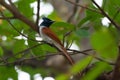 Indian paradise flycatcher Terpsiphone paradisi perching on the tree branch