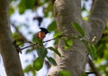 Indian paradise flycatcher Terpsiphone paradisi perching on the tree branch