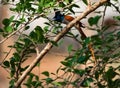 Indian Paradise Flycatcher Terpsiphone paradisi Rufous Form with catch