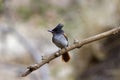 Indian paradise flycatcher, Terpsiphone paradisi, Sinhagad valley, Pune district, Maharashtra, India Royalty Free Stock Photo