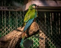 Indian parakeet Royalty Free Stock Photo