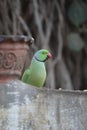 Indian parakeet is having its breakfast Royalty Free Stock Photo