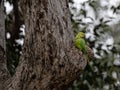 Indian parakeet nesting Royalty Free Stock Photo