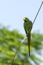 An Indian Parakeet on a wire Royalty Free Stock Photo