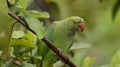 Indian parakeet perched on a branch Royalty Free Stock Photo