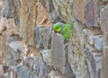 Indian parakeet Royalty Free Stock Photo