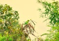 Indian parakeet sitting on a tree close up from an indian jungle Royalty Free Stock Photo