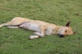 Indian pariah dog or Indian native dog or Indian street Dog is sleeping and resting on a soft green grass on a sunny day.