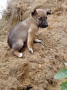 Indian Pariah Puppy