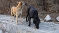 Indian Pariah stray dog enjoying a meal from caring locals