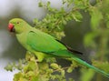 Indian Parrot eating time