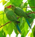 Indian parrot Royalty Free Stock Photo