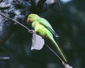 Indian parrot sitting on tree bramch Royalty Free Stock Photo