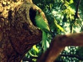 The Indian parrot