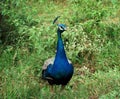 Indian peacock in bandipur national park Royalty Free Stock Photo