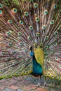 Indian peacock bird proudly showing his feathers