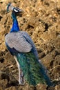 Male Indian peafowl, Blue peafowl Royalty Free Stock Photo