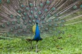 Indian peacock dancing - 2