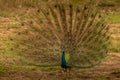 Indian peacock dancing in the rain at bandipur forest area watching its visitors who are in the jeep safari Royalty Free Stock Photo