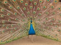 Indian Peacock displaying colours Royalty Free Stock Photo