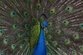 Indian Peacock Displaying its Tail Faethers Royalty Free Stock Photo