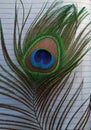 Indian Peacock feather with Metallic blue, Green and Bronze colored Royalty Free Stock Photo