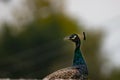 Indian peacock hunting