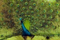 Indian peacock or  Indian peafowl male spreading wings. spreads its tail feathers all in its glory to attract the female peahen Royalty Free Stock Photo