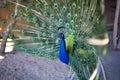 Indian peacock with a loose tail walks in the yard