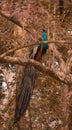 Indian peacock at Manas National Park and Heritage Site Assam . Beautiful colorful bird .