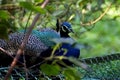 Indian Peacock in the midst of green tree leaves