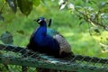 Indian Peacock in the midst of green tree leaves