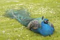 Indian Peacock, Pavo cristatus