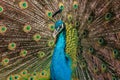 Close-up portrait of male blue peafowl with open beak and raised tail
