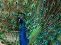 Indian Peacock, Pavo cristatus, displaying its colorful feathers Royalty Free Stock Photo