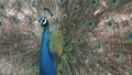 An Indian peacock (Pavo cristatus) displays vibrant and colorful feathers